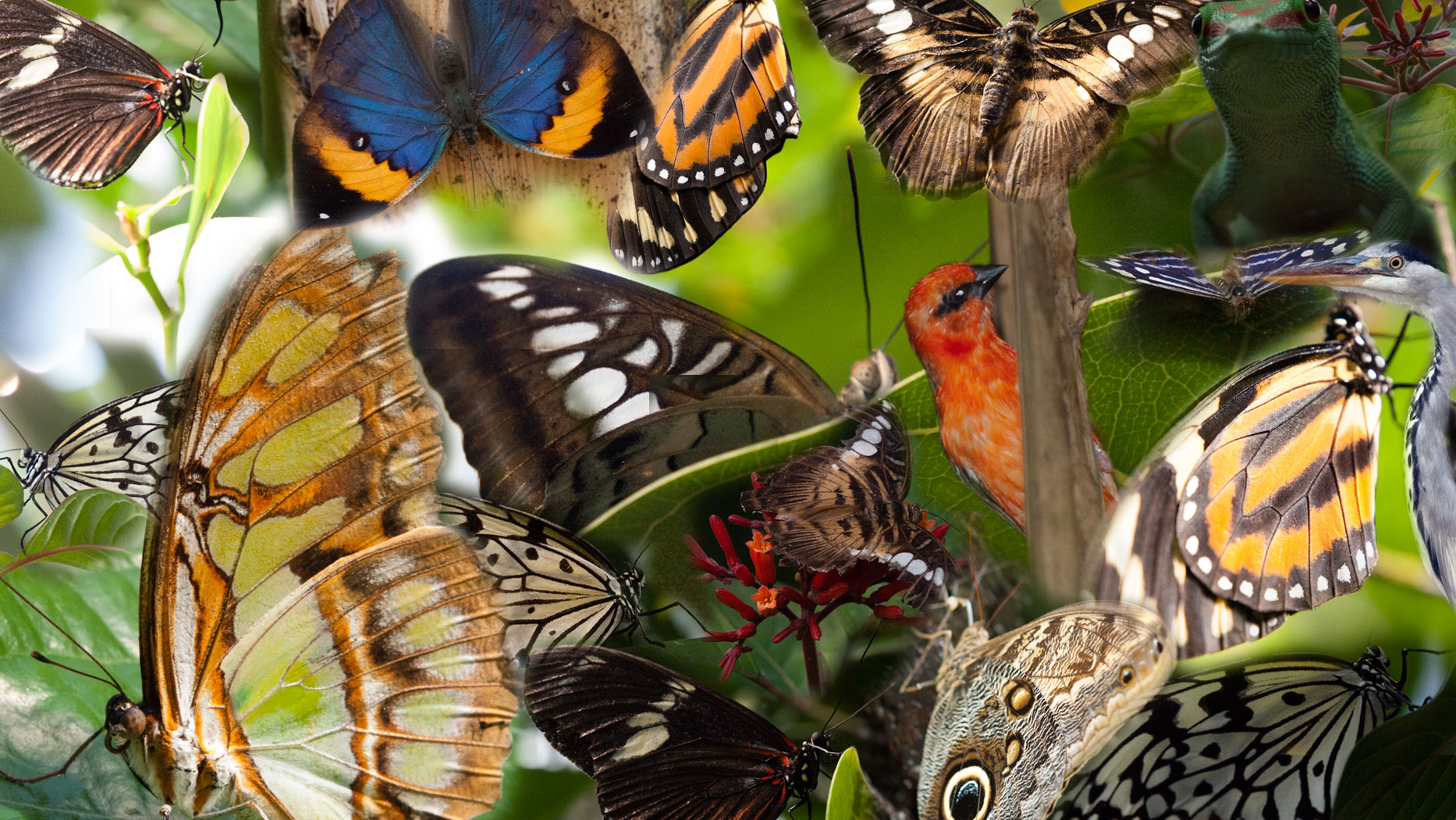 Collage Schmetterlinge